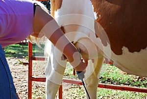 Shaving udder