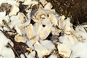 Shavings left after the work of the beaver