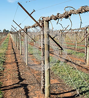 Shaw Swing Arm Trellis on Grape Vines.