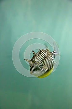 Shaws cowfish or a painted boxfish. sometimes call stripped cowfish too
