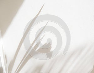 Shdow palm leaf minimalism backdrop background for mock up