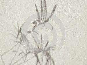 Shdow palm leaf textured minimalism backdrop cement background for mock up