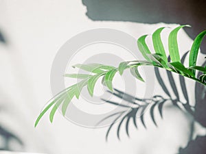 Shdow palm leaf textured minimalism backdrop cement background for mock up