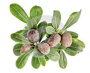 Shea nuts and leaves