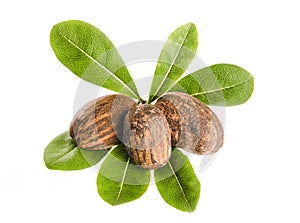 Shea nuts and leaves