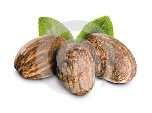 Shea nuts with leaves