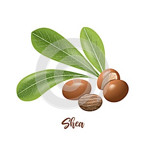 Shea nuts and leaves. shi tree pods whole and peeled. Vitellaria paradoxa. Card template copy space. Oilplant