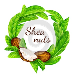 Shea nuts with leaves in vector.