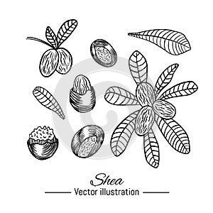 Shea plant hand drawn collection