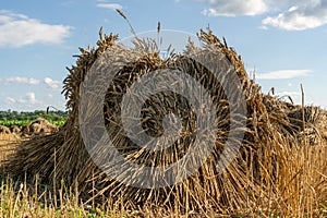 Golden Wheat Sheaves in the Field