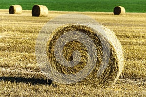 Sheaf harvest at sunset, alimentation