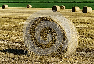 Sheaf harvest at sunset, alimentation