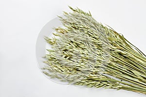 Sheaf of oat ears on white background.