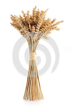 Sheaf of ripe wheat