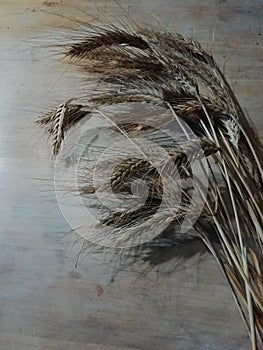 Sheaf of Wheat background gluten wheat allergies