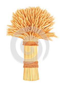 Sheaf of wheat closeup against a white background