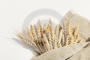 Sheaf of wheat ears close up on white and sack. Natural cereal plant, harvest time concept.