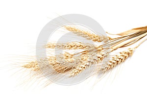 Sheaf of wheat ears on white background