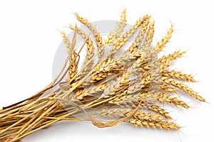 Sheaf of yellow wheat spikelets isolated on white background