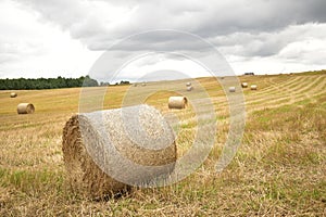 Sheafs of hay