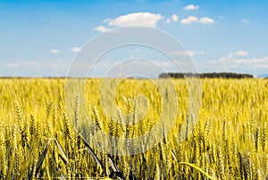 Sheafs of wheat in a field