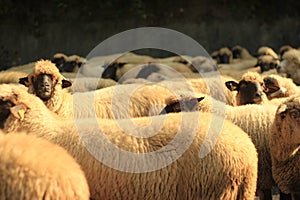 A sheap amoung a flock of sheep