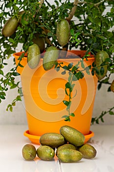 Sheared burgundy green finger-shaped fruits near the potted citrus plant, close-up. Indoor growing of the outlandish citrus plant