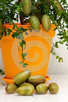 Sheared burgundy green finger-shaped fruits near the potted citrus plant, close-up. Indoor growing of the outlandish citrus plant