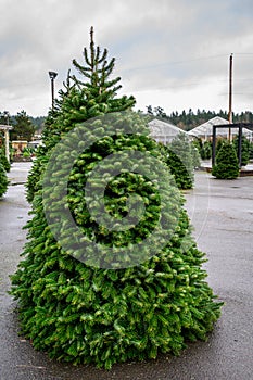 Sheared cut Christmas tree in and outdoor parking lot Christmas tree lot on a stormy day