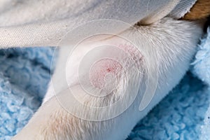 Sheared dog paw for catheter