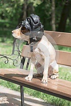 A sheared dog spaniel in a pilot helmet 2018