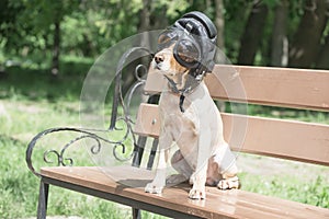 A sheared dog spaniel in a pilot helmet 2018