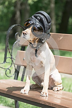 A sheared dog spaniel in a pilot helmet 2018
