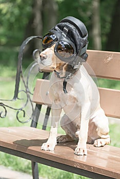 A sheared dog spaniel in a pilot helmet 2018