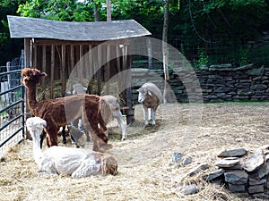 Sheared Farm Animals in Outdoor Pen