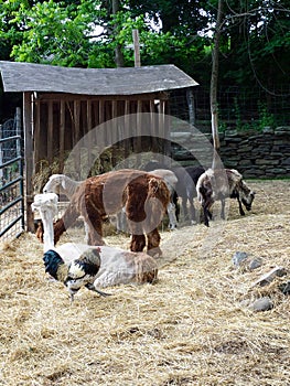 Sheared Farm Animals in Outdoor Pen