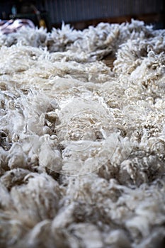 Sheared lamb wool on a table