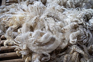 Sheared lamb wool on a table