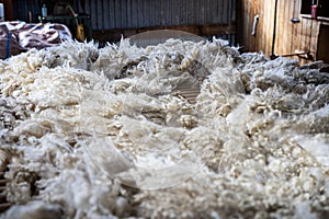 Sheared lamb wool on a table