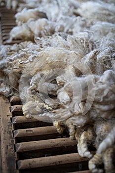 Sheared lamb wool on a table