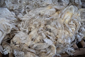 Sheared lamb wool on a table