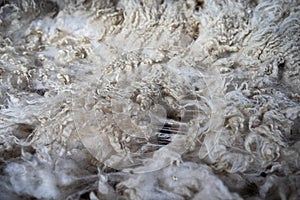 Sheared lamb wool on a table