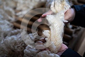 Sheared lamb wool on a table