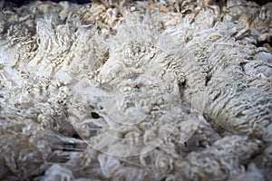Sheared lamb wool on a table