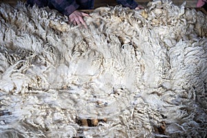 Sheared lamb wool on a table