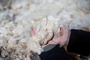 Sheared lamb wool on a table