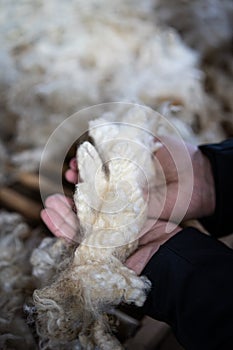 Sheared lamb wool on a table