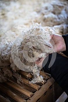 Sheared lamb wool on a table