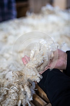 Sheared lamb wool on a table