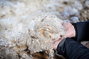 Sheared lamb wool on a table